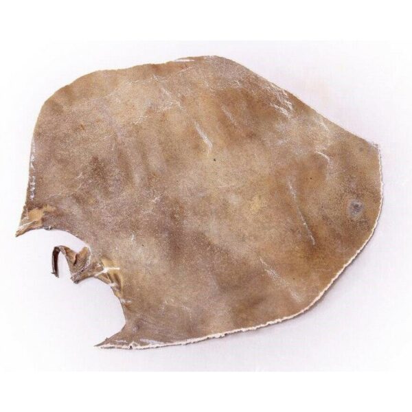 Natürliches Kamelhaut für persischen Tombak