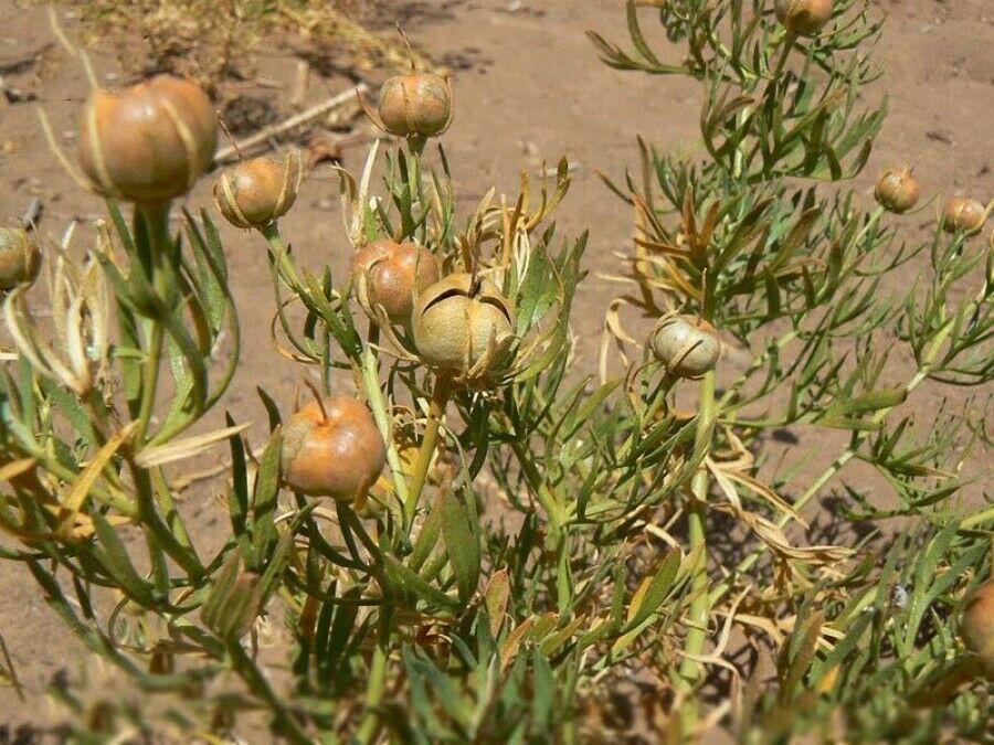 Espand (Syrian Rue) – 500 Gramm