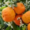 Getrocknete Bitterorange Blütenblätter Premium Kräuterinfusion für Tees 500 Gramm
