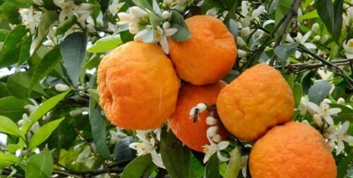 Getrocknete Blütenblätter der Bitterorange – Hochwertiges Kraut für Teeaufgüsse, 500 Gramm