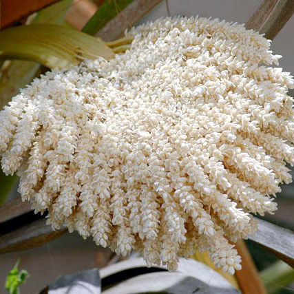 Dattelpollen – Fruchtbarkeits-Booster, 250 Gramm