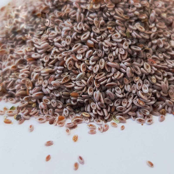 Getrocknete Ispaghula-Samen (Psyllium) – 600 Gramm
