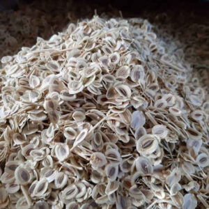 Getrocknete Liebstöckelsamen – 600 g erstklassiges Kochgewürz