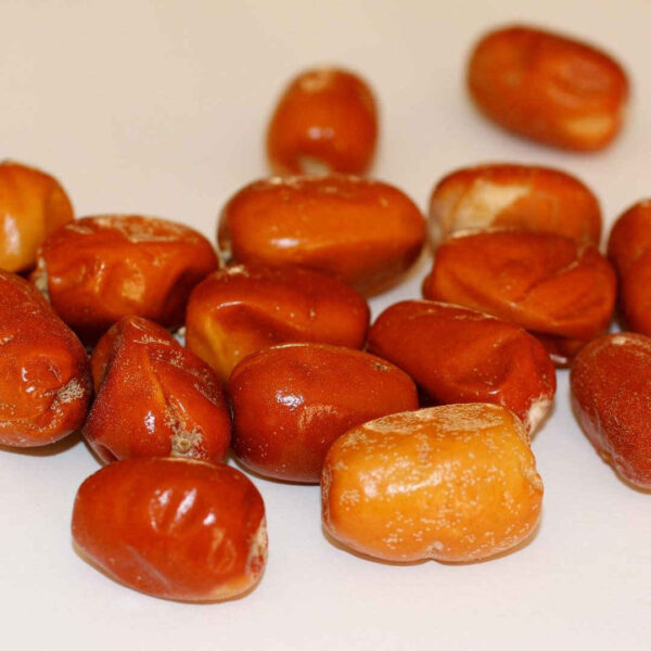 Getrocknete Oleaster (Russische Olivenfrüchte) - 2500 Gramm