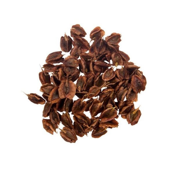 Getrocknete Rhabarbersamen – 750 g hochwertige Pflanzensamen