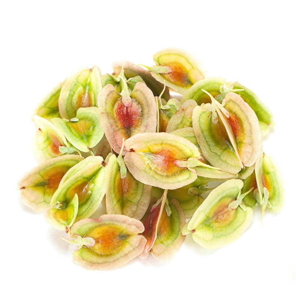 Getrocknete Rhabarbersamen – 750 g hochwertige Pflanzensamen