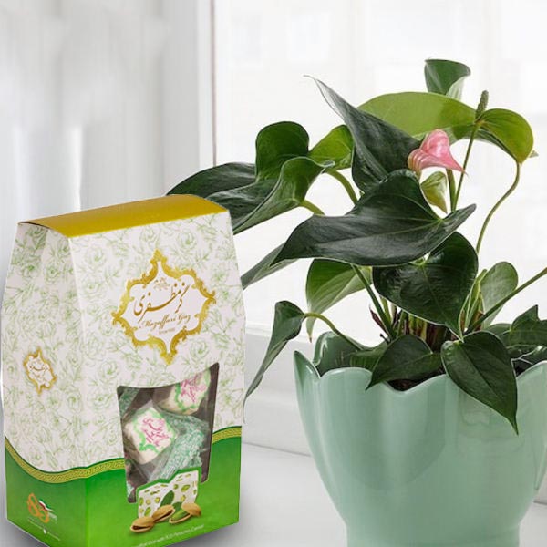 Mozaffari Gaz mit Pistazien – Traditionelles persisches Rosenwasser-Nougat (3x Pack)