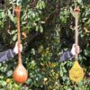 Persische Setar-Saiteninstrument - Handgefertigt von Iransaz, Modell Shayan