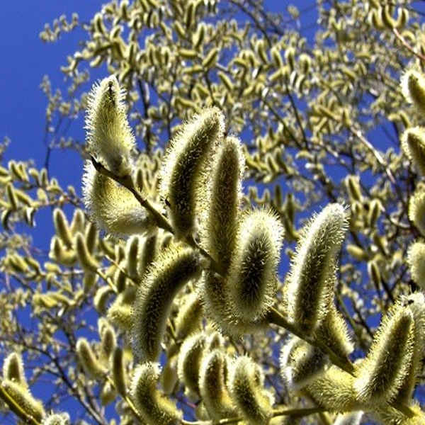 Getrocknete Pussy Willow – 100% natürlich & biologisch