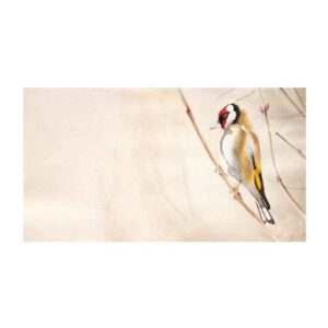 Original realistische Kunstmalerei – Öl auf Karton, Vogel