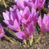 Getrockneter Suranjan – Süßer Colchicum, 100 g – Hochwertiges Kräuterheilmittel