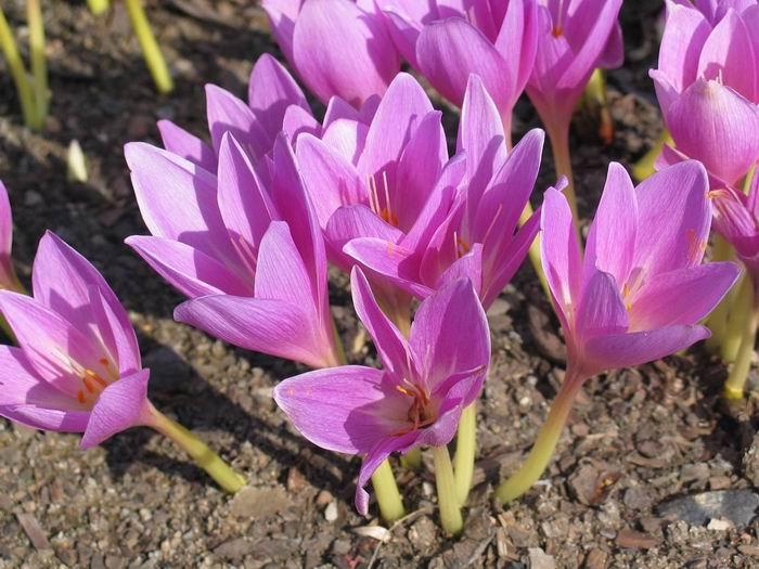 Getrockneter Suranjan – Süßer Colchicum, 100 g – Hochwertiges Kräuterheilmittel