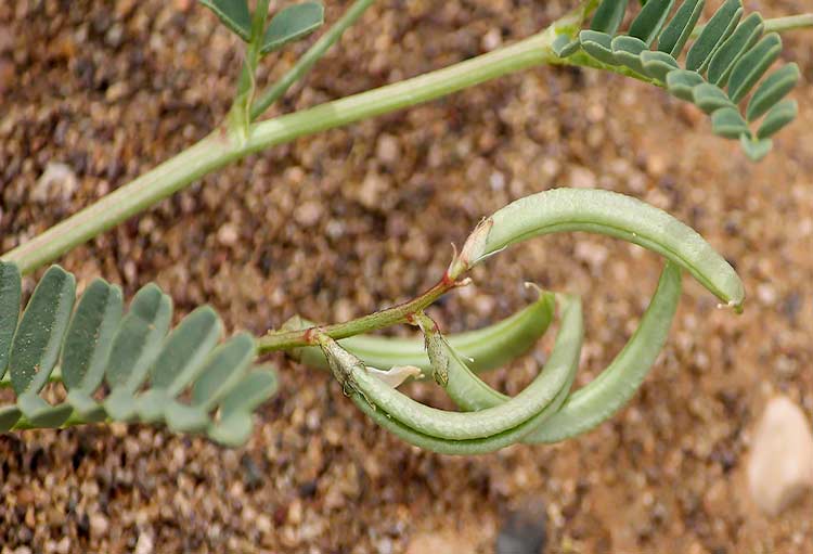 Getrocknete Astragalus Hamosus Samenkapseln (Haare Vetchling) – 500 g