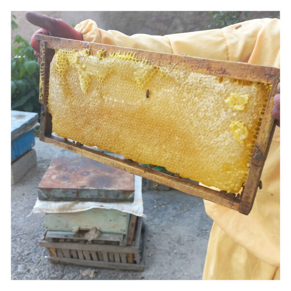 Iranischer Sabalan-Honig – Reine Süße aus dem Sabalan-Gebirge (1000g)