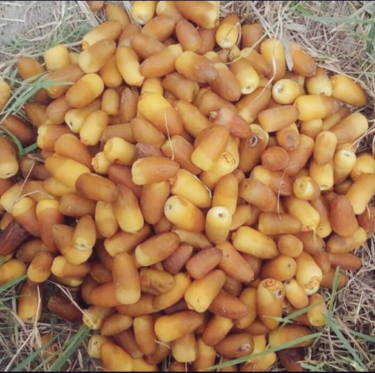 Bio-iranische Al-Mehteri-getrocknete Datteln – 2000 Gramm