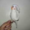 Amigurumi Gehäkelter Weißkopfsittich Lutino – Niedliches und Detailreiches Plüschtier