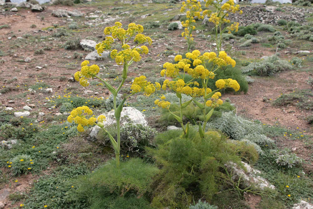 100% reines organisches Galbanum – Natürlicher Harz, 100 Gramm
